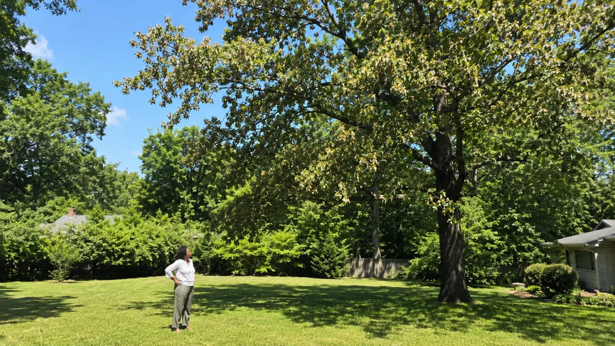 When the Heat Gets to Your Trees: What to Watch For This Summer