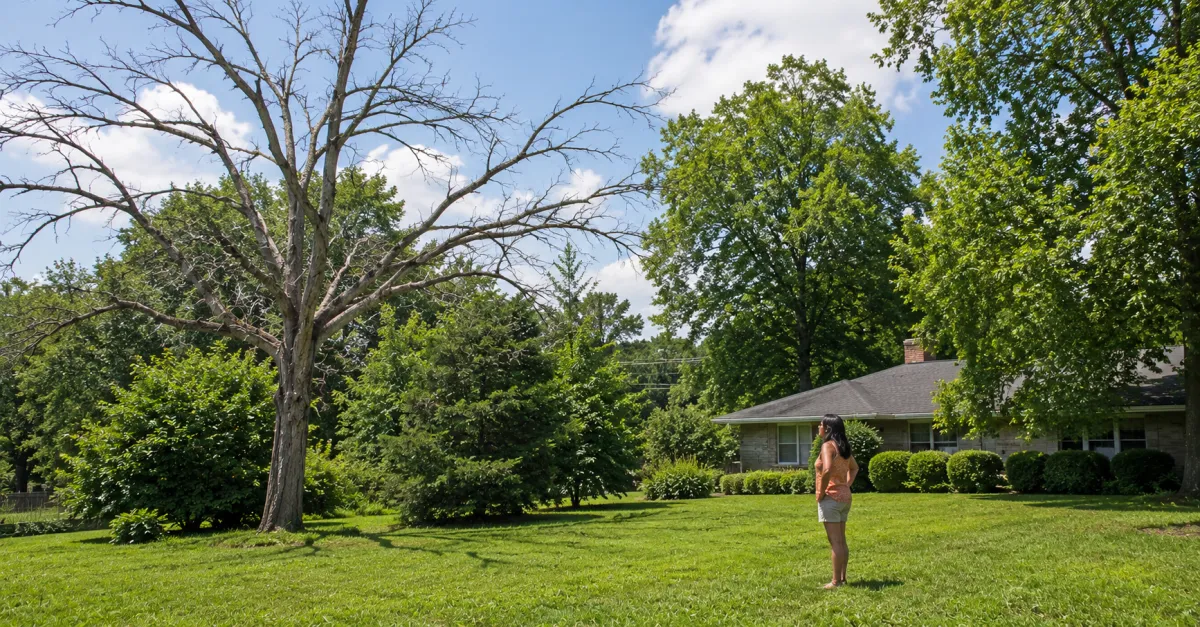 Why Dead Trees Are More Dangerous in Summer Than Any Other Time of Year