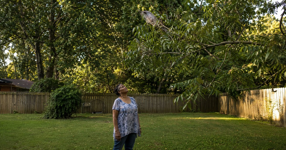 Those Webs in Your Trees: What They Actually Mean