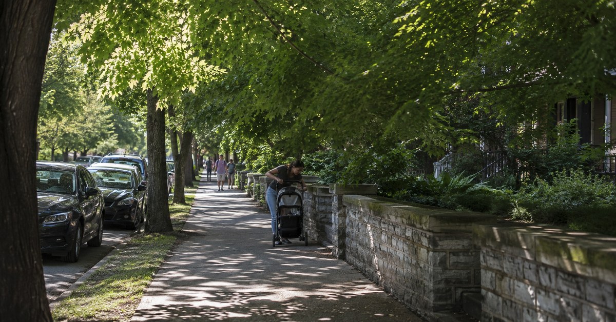 Low Hanging Limbs: What You're Expected to Keep Clear