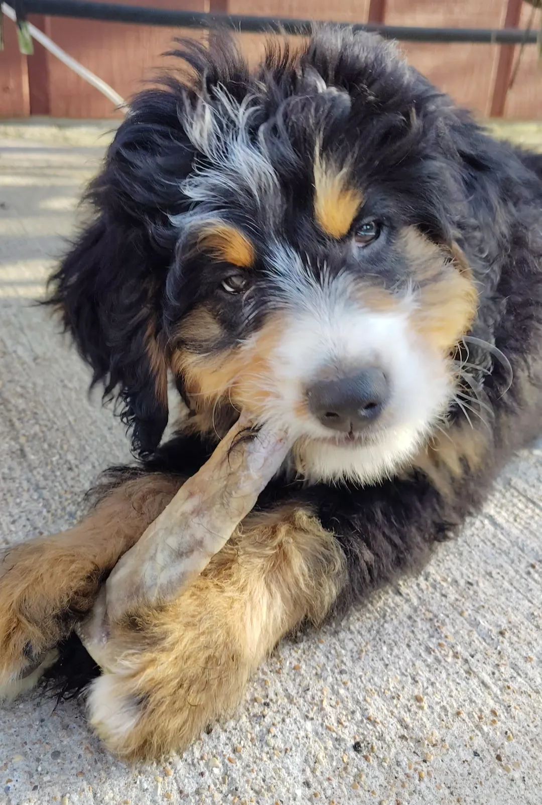 Liam the Bernedoodle enjoying an all-natural Ugly Chew dog treat.