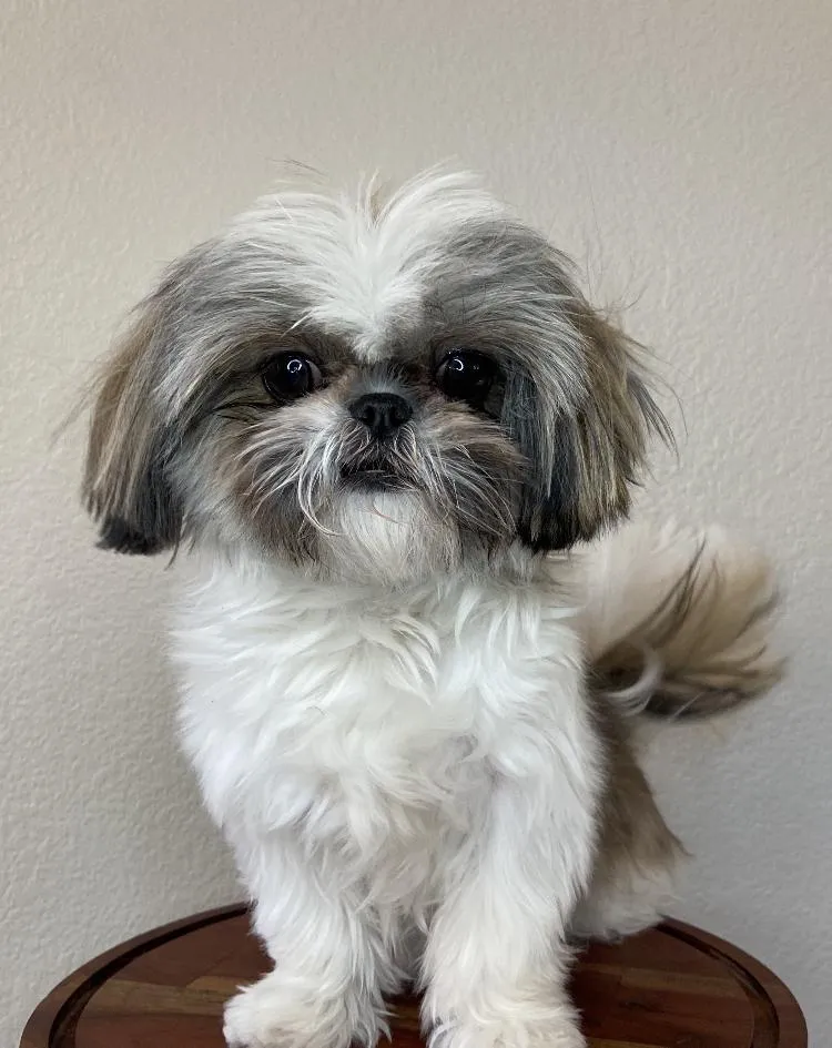 One of The Family Shih Tzus, an Arizona Shih Tzu breeder, puppies