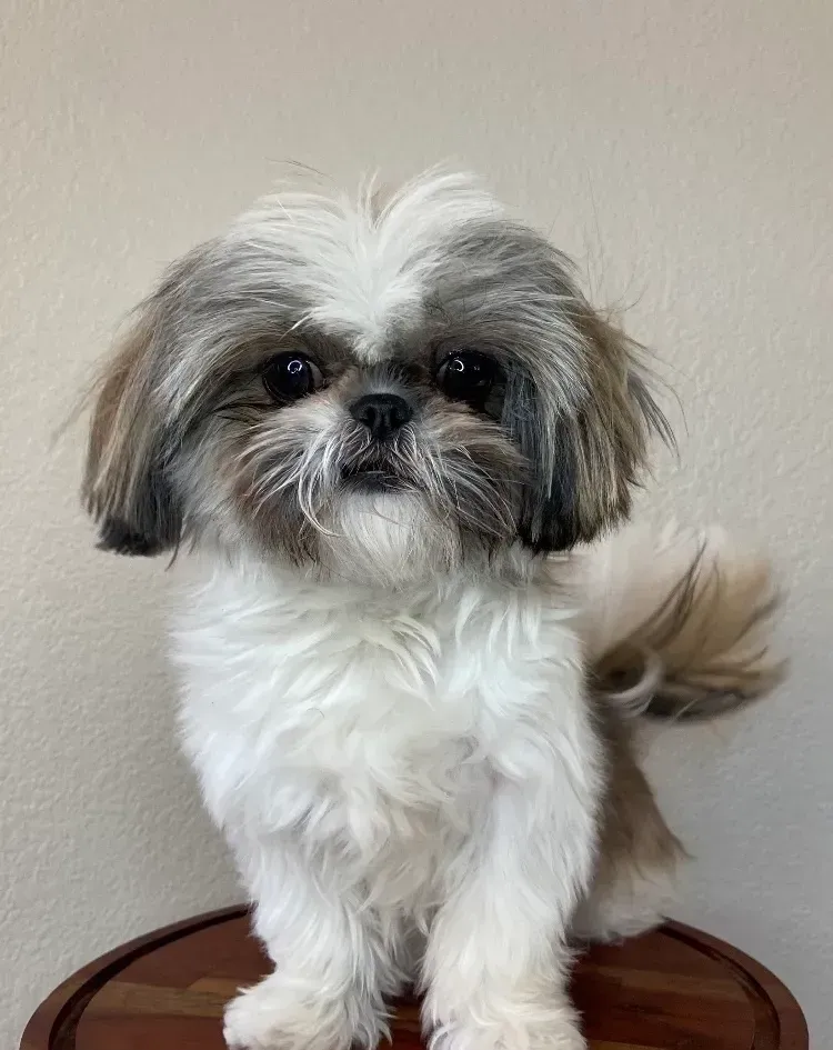 One of The Family Shih Tzus, an Arizona Shih Tzu breeder, adult dog