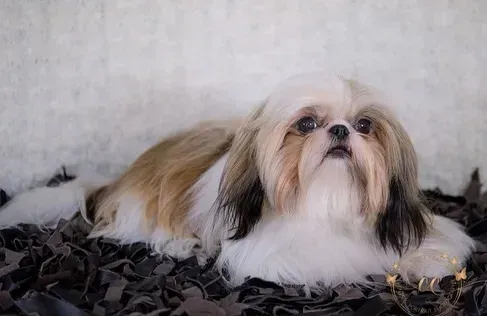 One of The Family Shih Tzus, an Arizona Shih Tzu breeder, adult dog