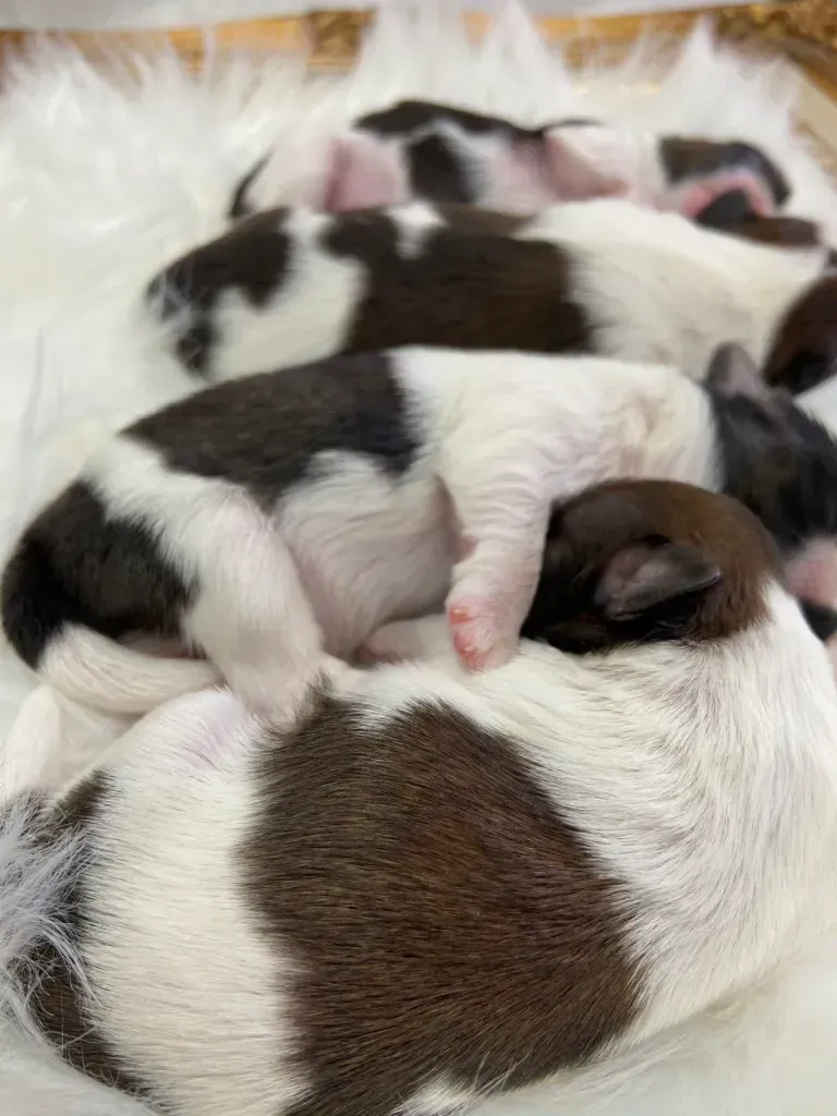 One of The Family Shih Tzus, an Arizona Shih Tzu breeder, puppies