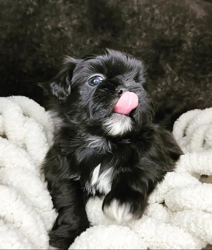 shih tzu puppy