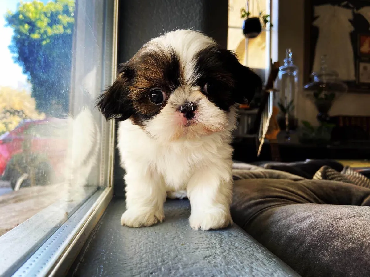 shih tzu puppy