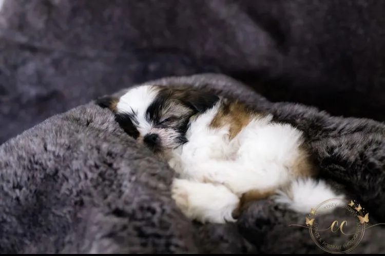 One of The Family Shih Tzus, an Arizona Shih Tzu breeder, puppies