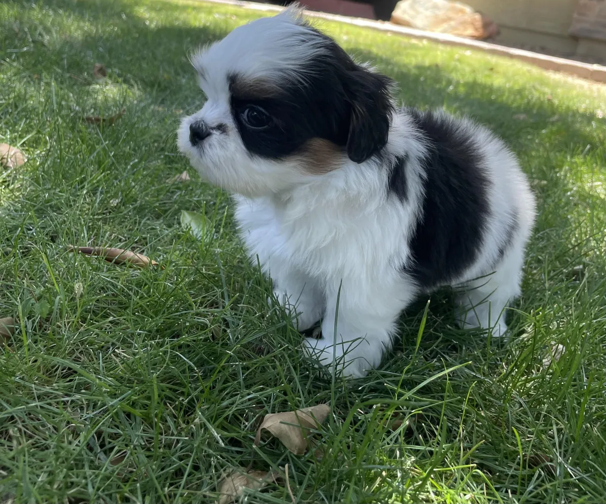 One of The Family Shih Tzus, an Arizona Shih Tzu breeder, puppies