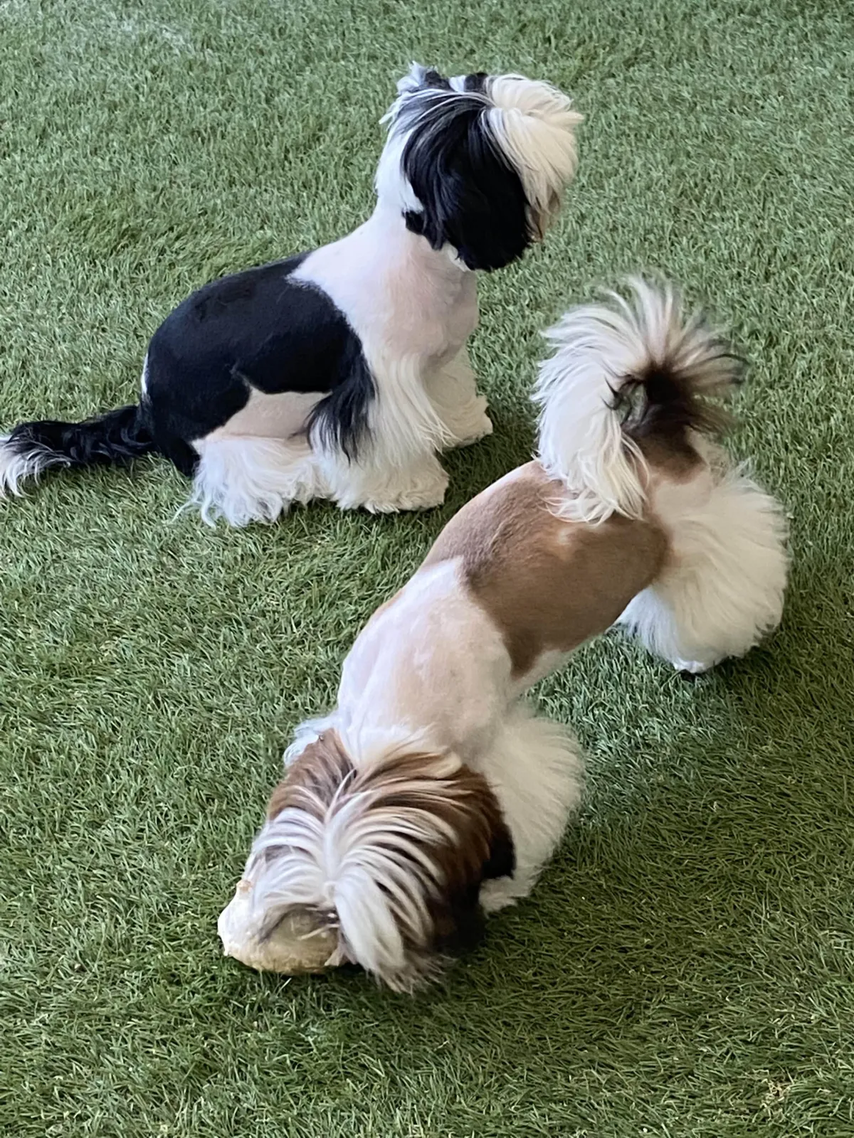 One of The Family Shih Tzus, an Arizona Shih Tzu breeder, puppies