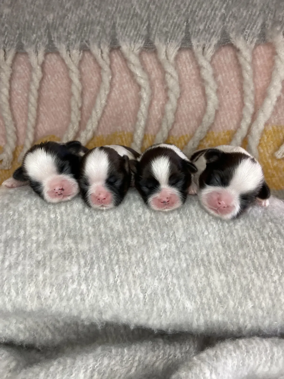 One of The Family Shih Tzus, an Arizona Shih Tzu breeder, puppies