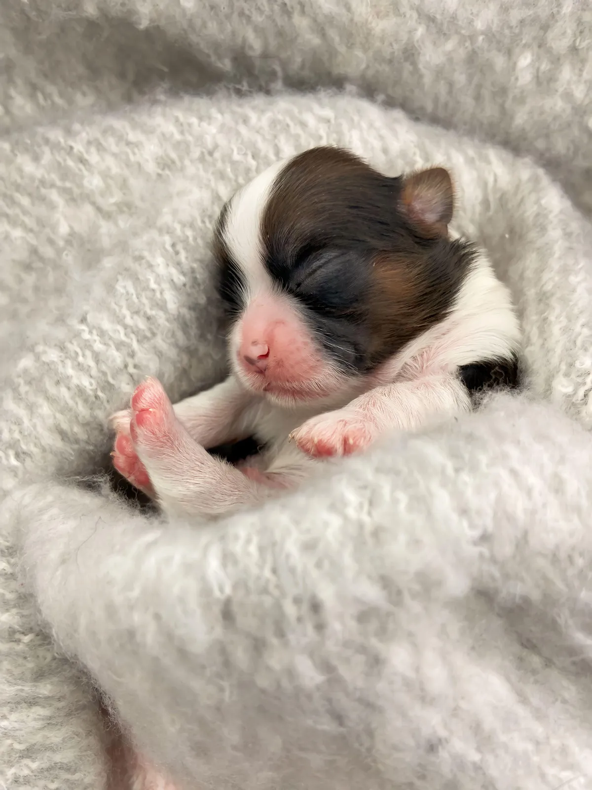 One of The Family Shih Tzus, an Arizona Shih Tzu breeder, puppies