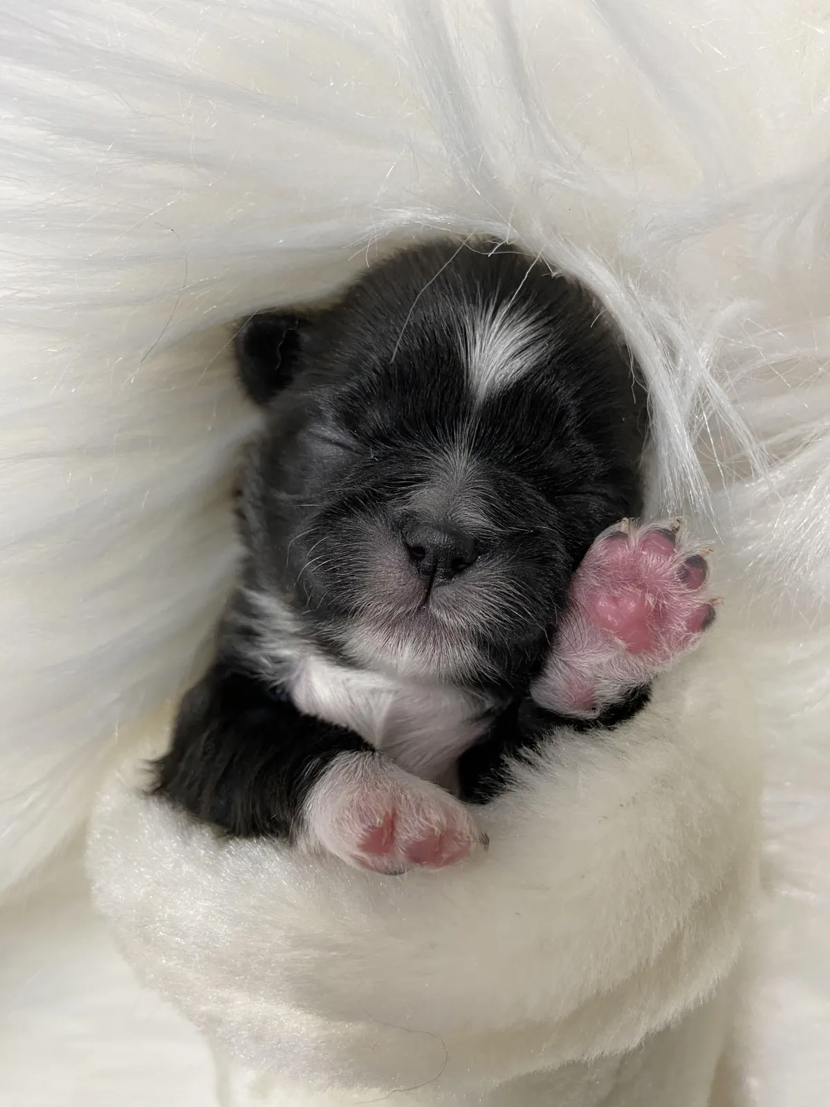 One of The Family Shih Tzus, an Arizona Shih Tzu breeder, puppies