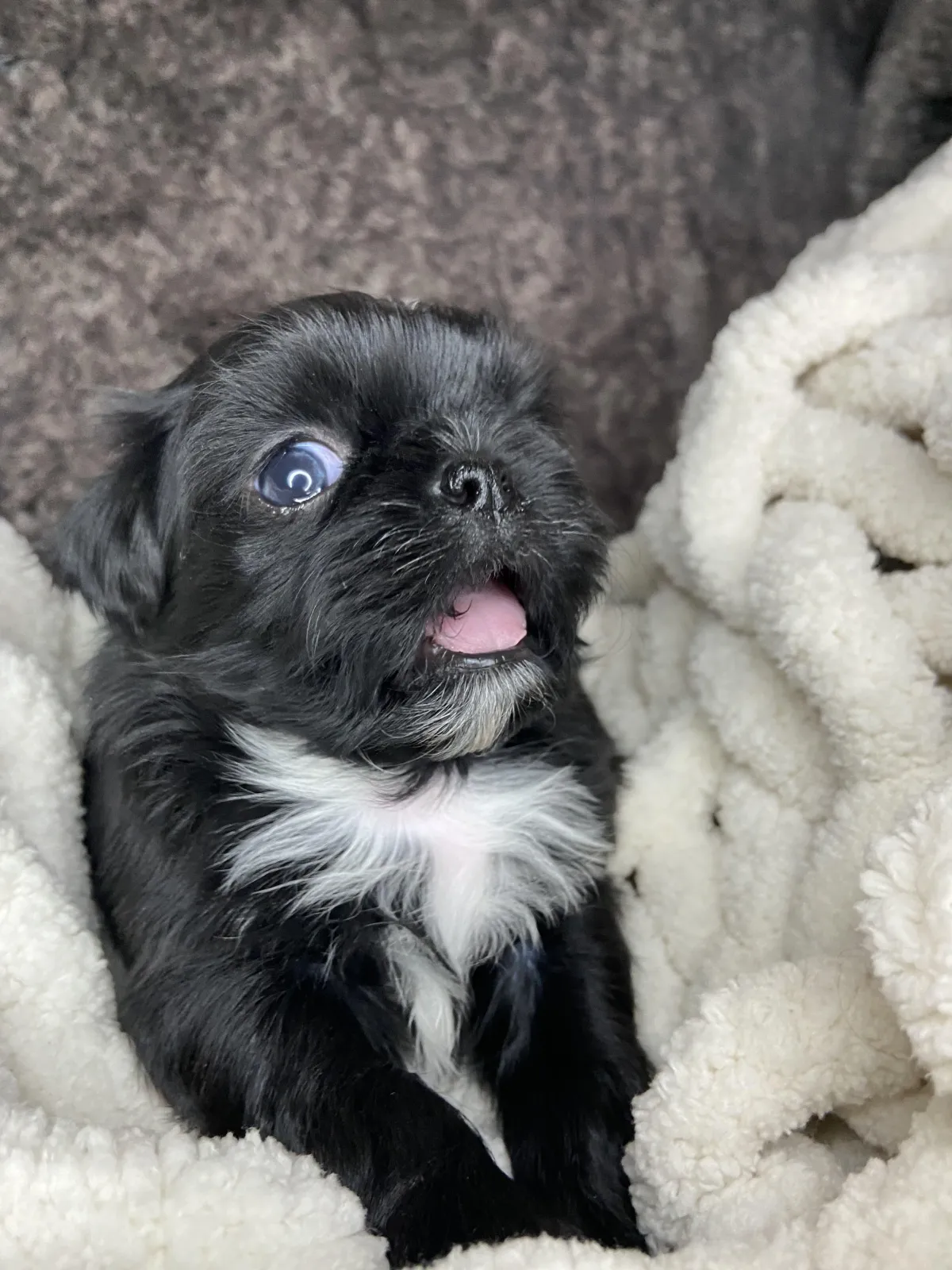 shih tzu puppy