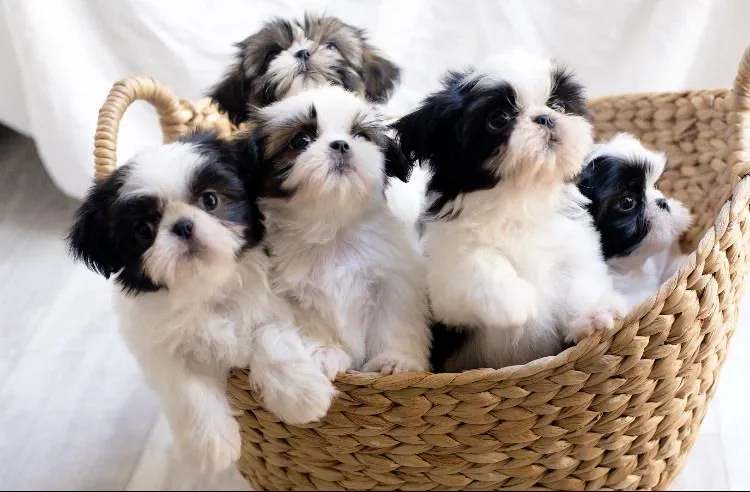 One of The Family Shih Tzus, an Arizona Shih Tzu breeder, puppies