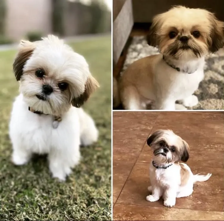 The Family Shih Tzus Kennel