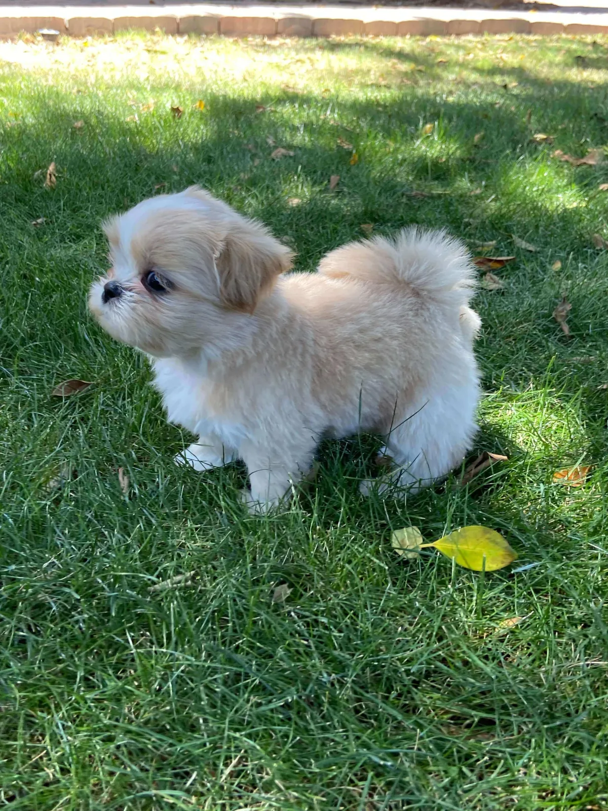 shih tzu puppy