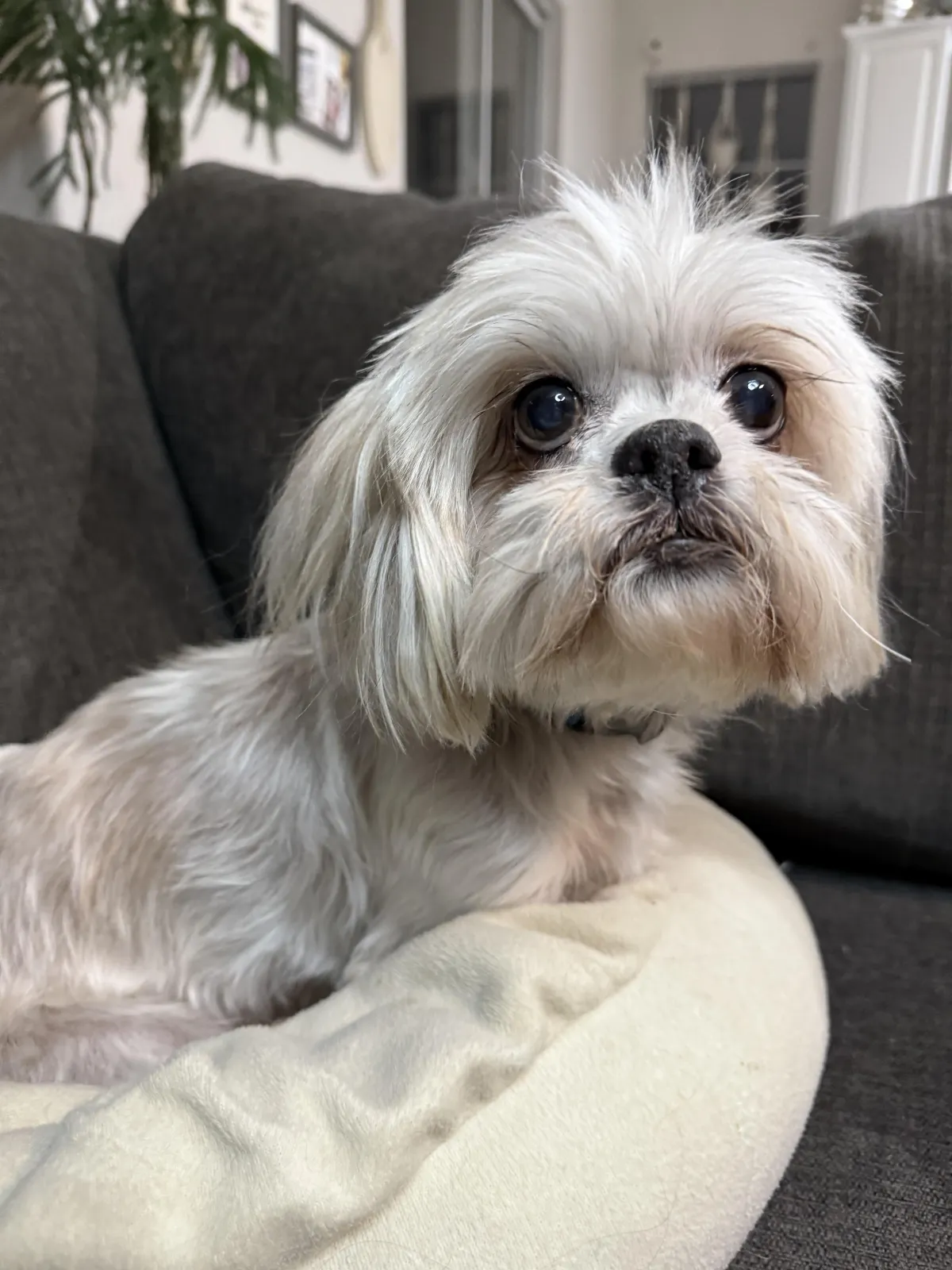 shih tzu puppy