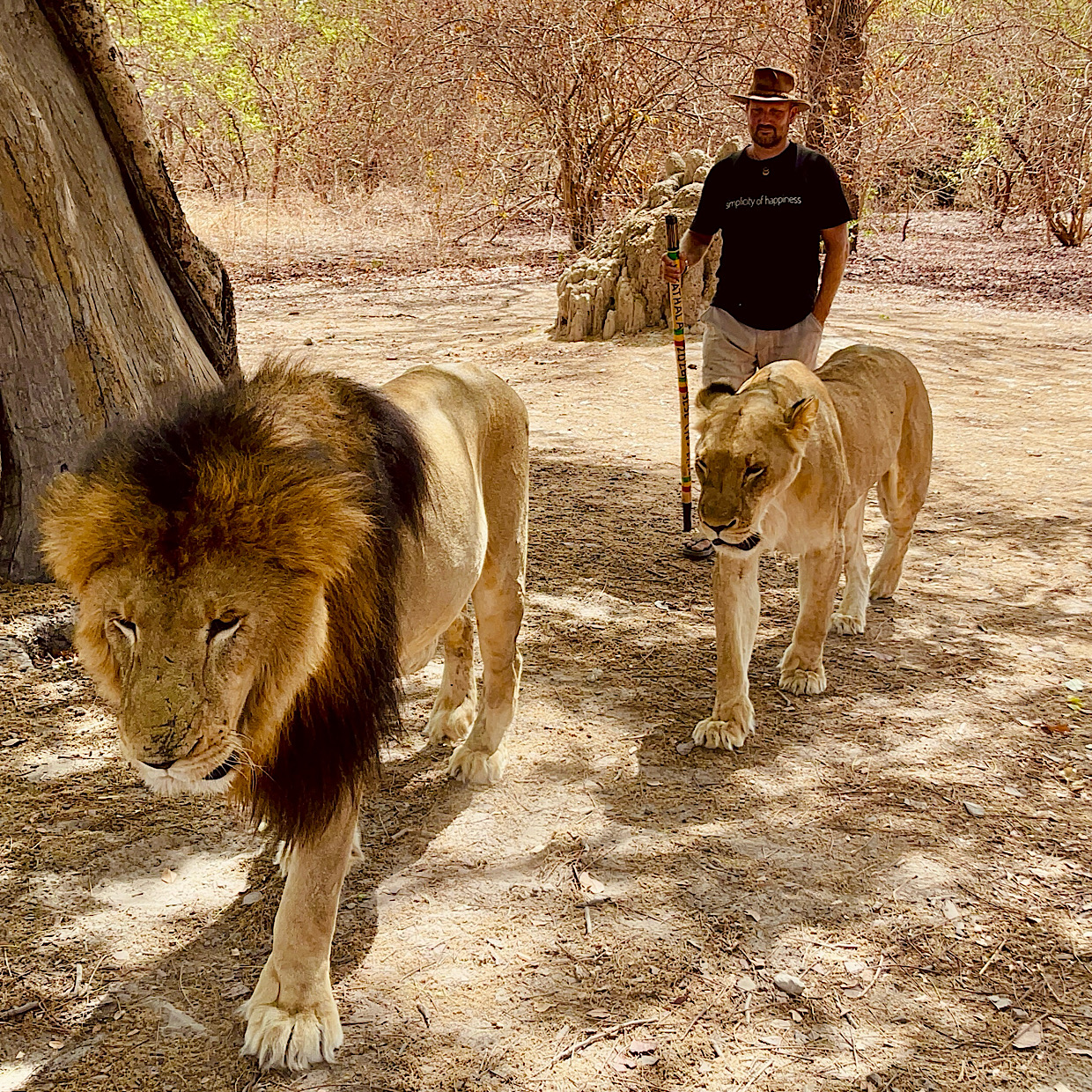 What the Lions Left Me With