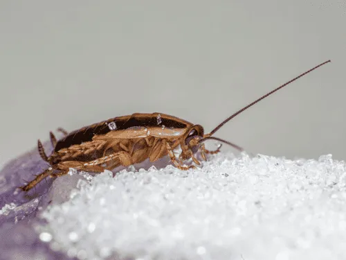 German Cockroaches in Sydney