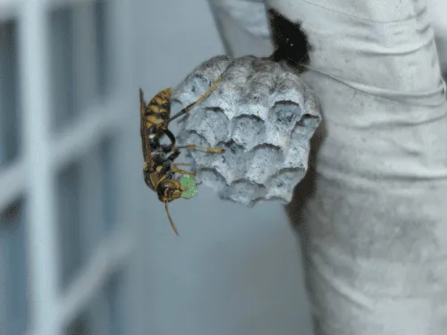 Wasp Spray and Removal in Sydney