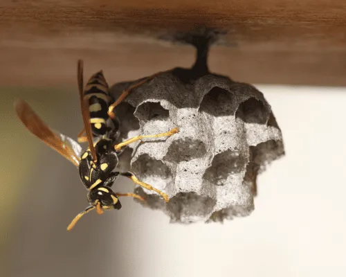 Wasp Spray and Removal
