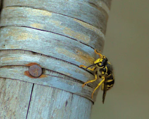 Wasp Spray and Removal