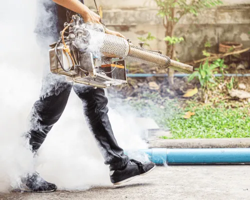 German Cockroaches Sydney