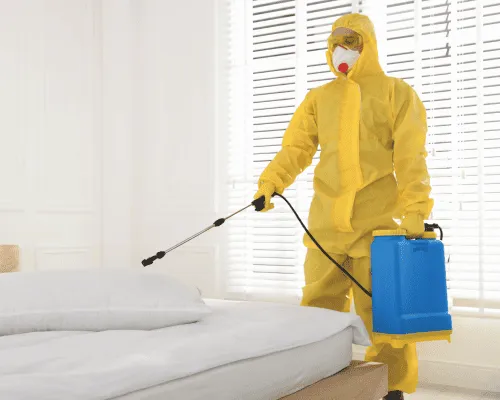 Sydney German Cockroaches