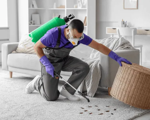 End of Lease Flea Treatment