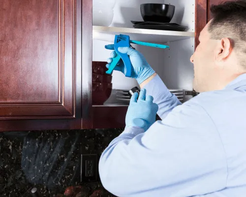 German Cockroaches Sydney