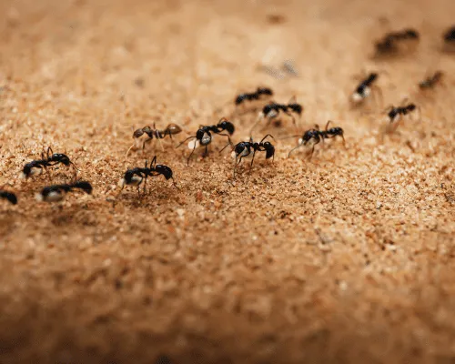  Ants