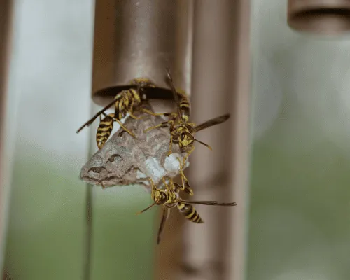 Sydney Wasp Spray and Removal