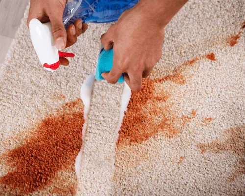 Wasp Spray and Removal Sydney