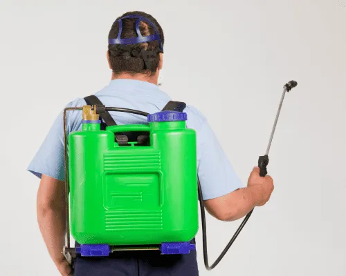 Wasp Spray and Removal Sydney