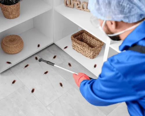 Sydney German Cockroaches