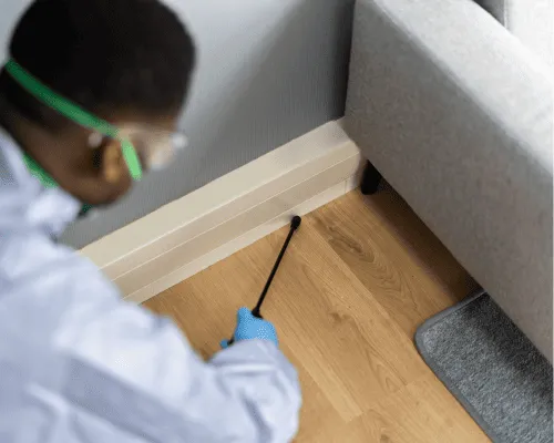 General Pest Control Sydney