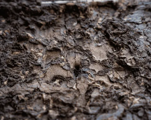  General Pest Control