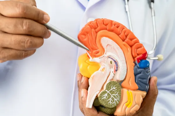 Heart-Brain Communication & HRV Insights