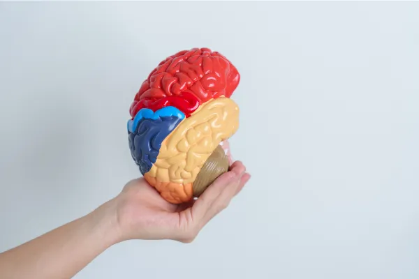 Brain Mapping: Insights into the Nervous System