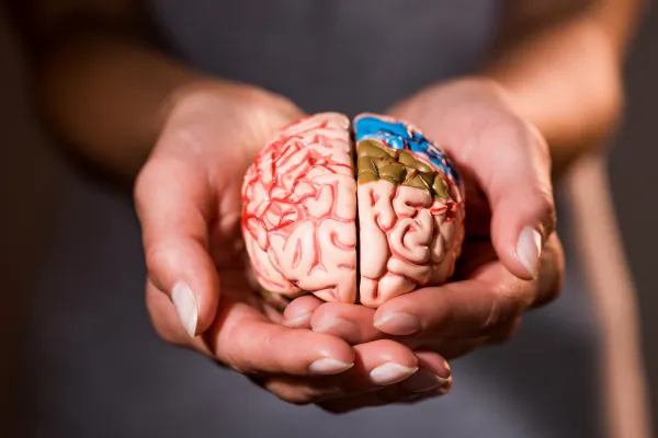 Brain & Nervous System: Understanding Their Connection