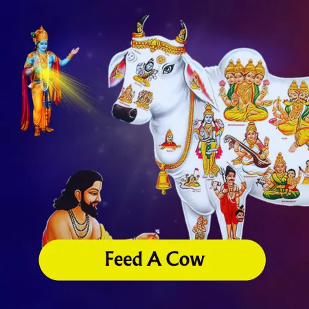 feed a cow