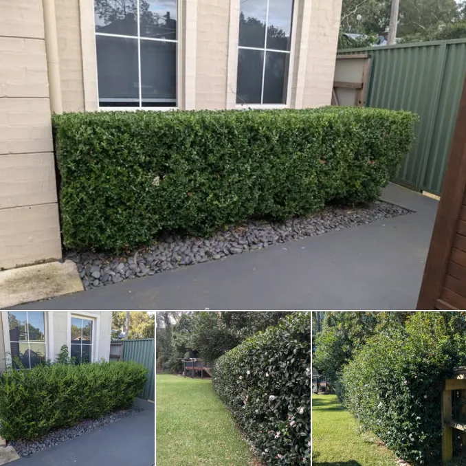 hedge trimming Banora Point