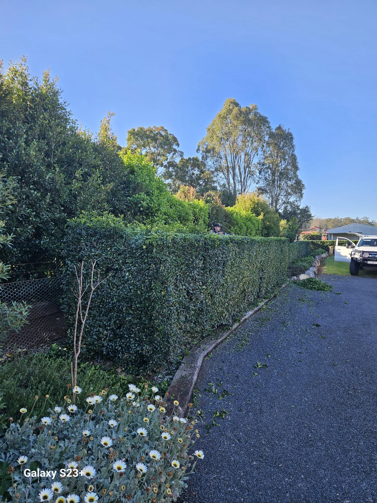 Local hedging services in Wellington Point