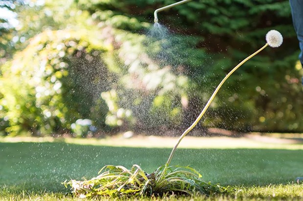 Lawn care Wellington Point weed control and spraying