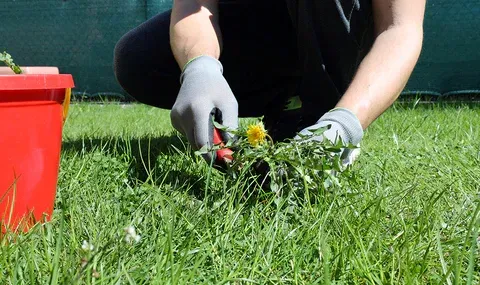 professional weed removal service