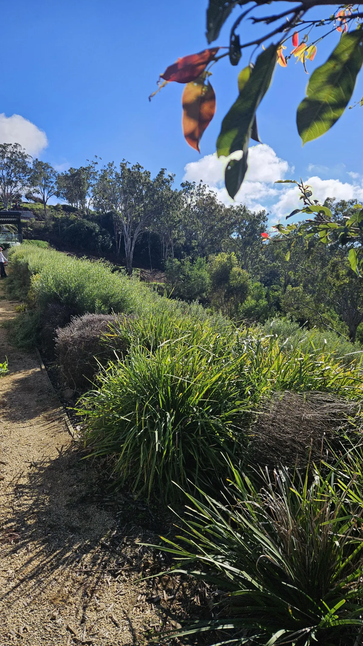 local garden maintenance Wellington Point