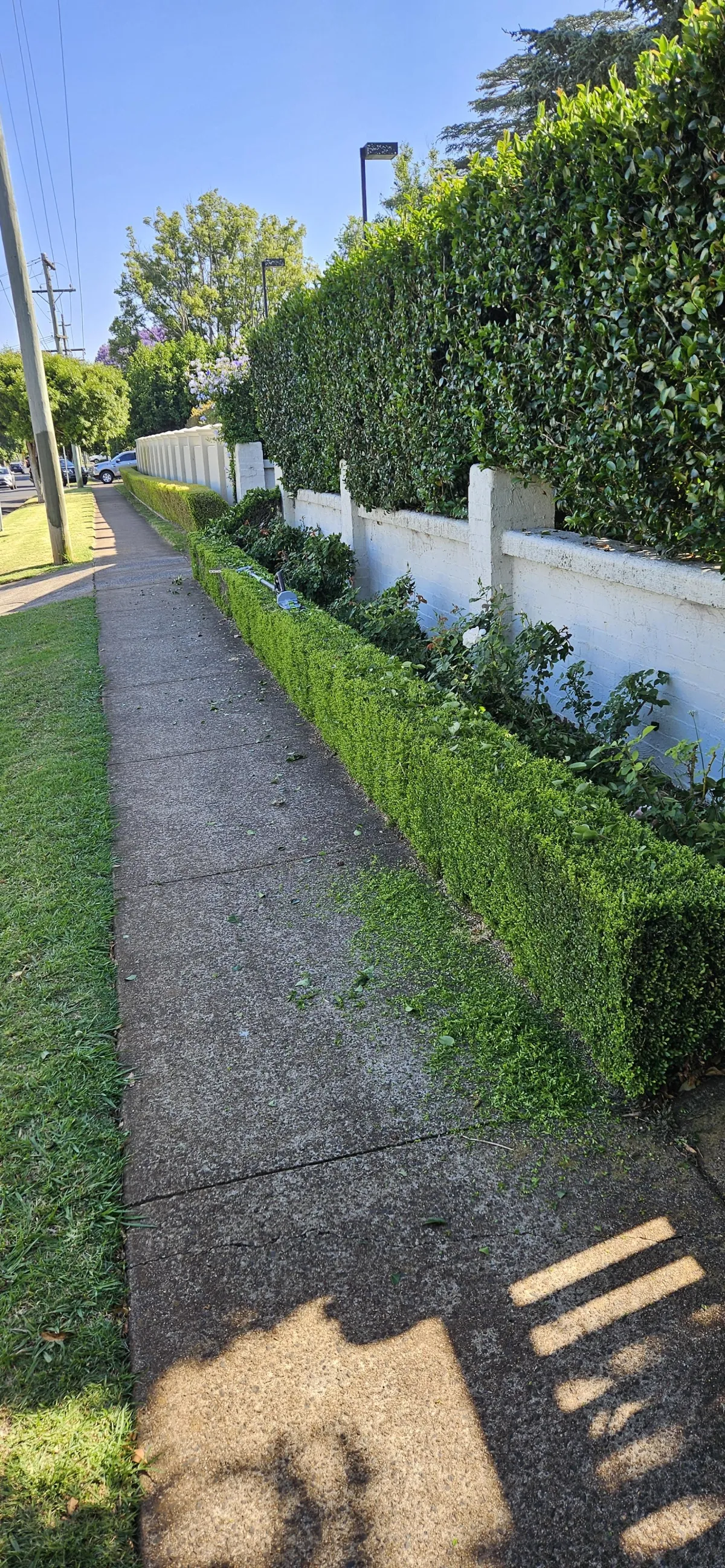 Professional hedge trimming service in Wellington Point QLD