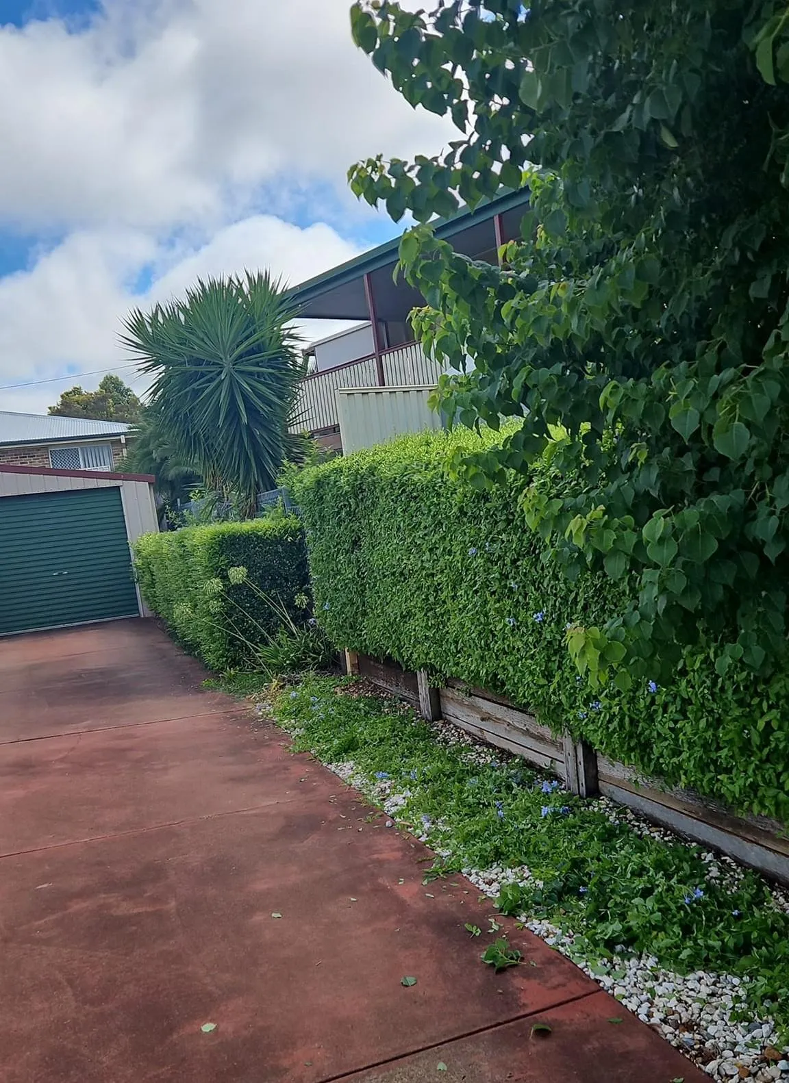 Residential hedge trimming in Wellington Point Redlands