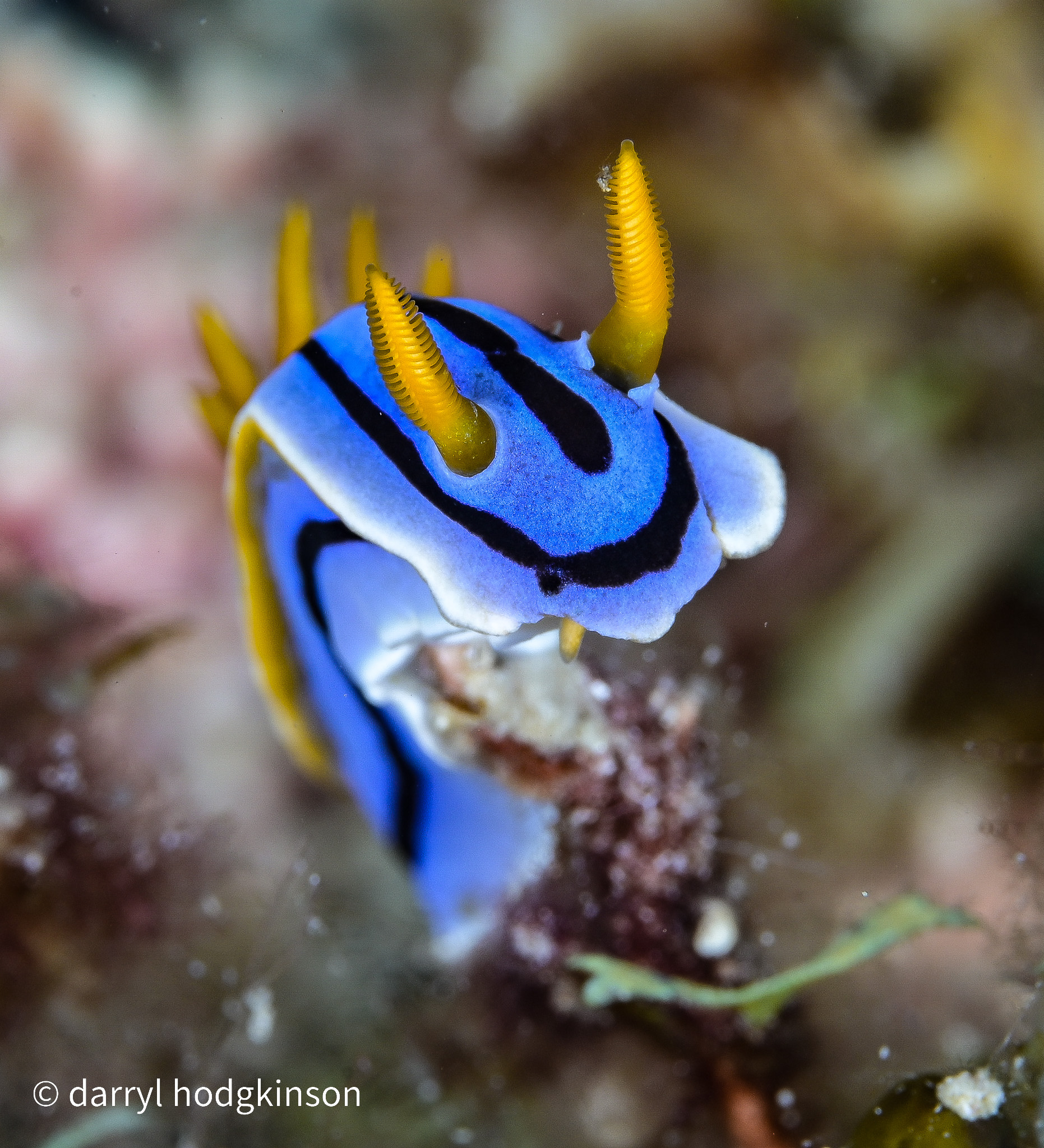 Nudibranchs at Romblon
